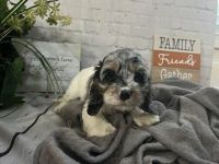 Cockapoo Puppies for sale in Hoschton, GA 30548, USA. price: $3,200