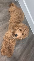 Cockapoo For sale