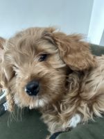 Home raised with love