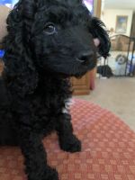 Home raised with love