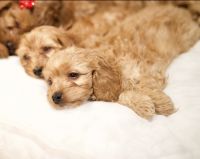 Golden Mini Cockapoo Male (Simba)
