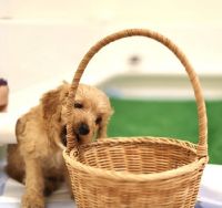 Golden Mini Cockapoo Male (Simba)