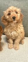 Golden Mini Cockapoo Male (Simba)