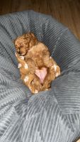 CockaPoo Puppy