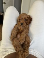 CockaPoo Puppy