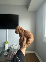 CockaPoo Puppy