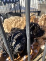 Cockapoos puppies for sale 3 left