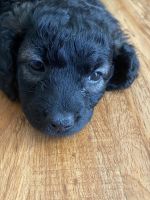 Cockapoos puppies for sale 3 left