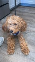 Cockapoo For sale