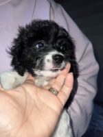 Adorable cockapoos, Missouri