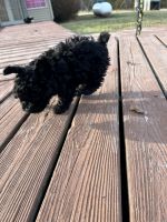 Adorable cockapoos Missouri (Archie)