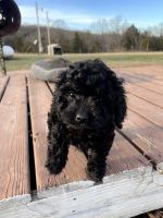 Adorable cockapoos Missouri (Archie)