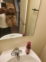 Cockapoo Puppies for sale in Fort Drum, NY, USA. price: $1,500