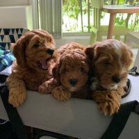 BUY CAVAPOO PUPPIES