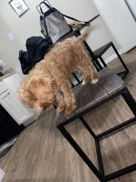 Cookapoo poogle (Cocker spaniel, mini poodle, and beagle mix)