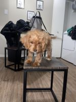 Cookapoo poogle (Cocker spaniel, mini poodle, and beagle mix)