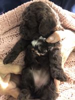 Puppy Luvs for Valentines