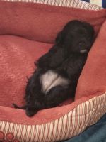 Covkapoo puppies for sale