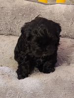 Covkapoo puppies for sale