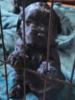 Covkapoo puppies for sale