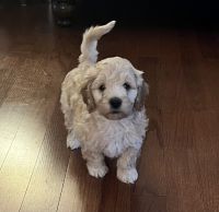 Cock a poo boy puppy