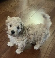 Cock a poo boy puppy