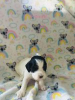 Beautiful cockapoo puppy’s