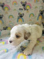 Beautiful cockapoo puppy’s