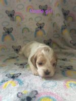 Beautiful cockapoo puppy’s