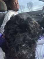 Cockapoo for sale Detroit
