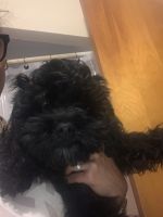 Cockapoo for sale Detroit