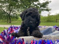 Cockapoo Puppies for sale in Manchester, TN 37355, USA. price: $705