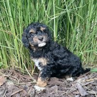 Cockapoo Puppies for sale in Stover, MO 65078, USA. price: $800