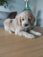 Cockapoo Puppies for sale in London, ON, Canada. price: $799