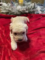 Cockapoo Puppies for sale in Portland, OR, USA. price: $1,100