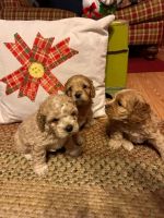Cockapoo Puppies for sale in Union City, Tennessee. price: $600