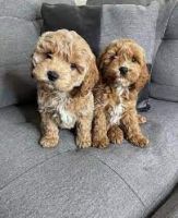Cockapoo Puppies for sale in Kansas City, Missouri. price: $400
