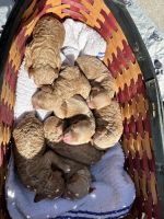 Cockapoo Puppies for sale in Sebastian, Florida. price: $2,400