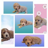 Cockapoo Puppies for sale in Richmond, IL 60071, USA. price: $1,650