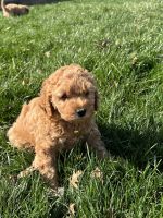 Cockapoo Puppies for sale in St. Charles, Missouri. price: $1,500