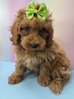 Cockapoo Puppies for sale in Brooklyn, New York. price: $1,100