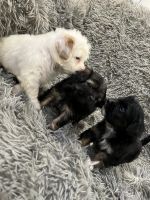 Cockapoo Puppies for sale in Philadelphia, PA, USA. price: $500