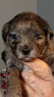 Cockapoo Puppies for sale in North Lewisburg, OH 43060, USA. price: $600
