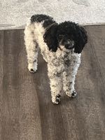 Cockapoo Puppies for sale in Montpelier, Indiana. price: $400
