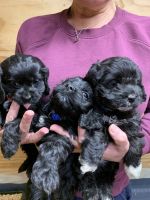 Cockapoo Puppies for sale in Belmont, Mississippi. price: $1,000