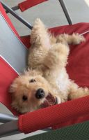 Cockapoo For Sale