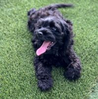 Black Cockapoo Males