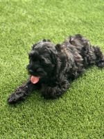 Black Cockapoo Males