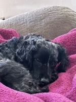 Cockapoo for Sell