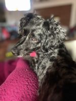 Cockapoo for Sell